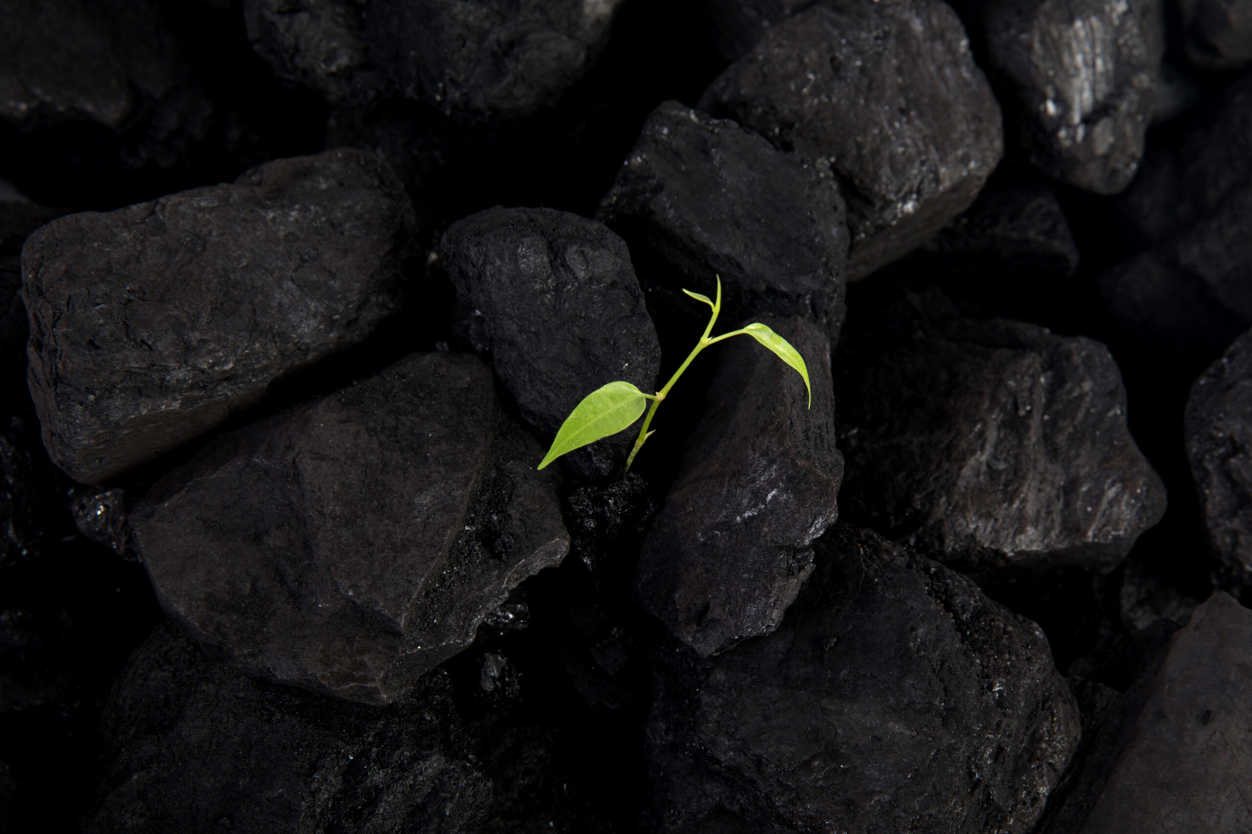 A plant comes out of the rock