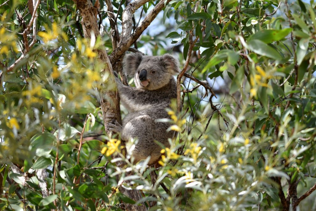 Adult koala chilling out in a eucalyptus tree and dappled sunlight