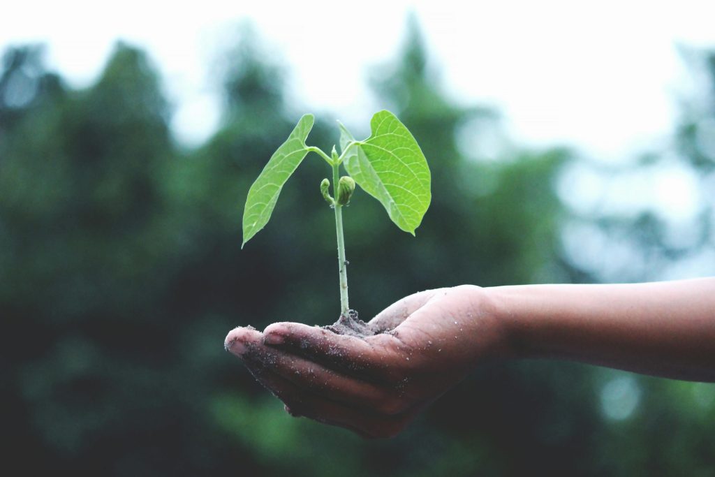 Picture of a hand holding a plant to symbolise a mine safe guard strategy.